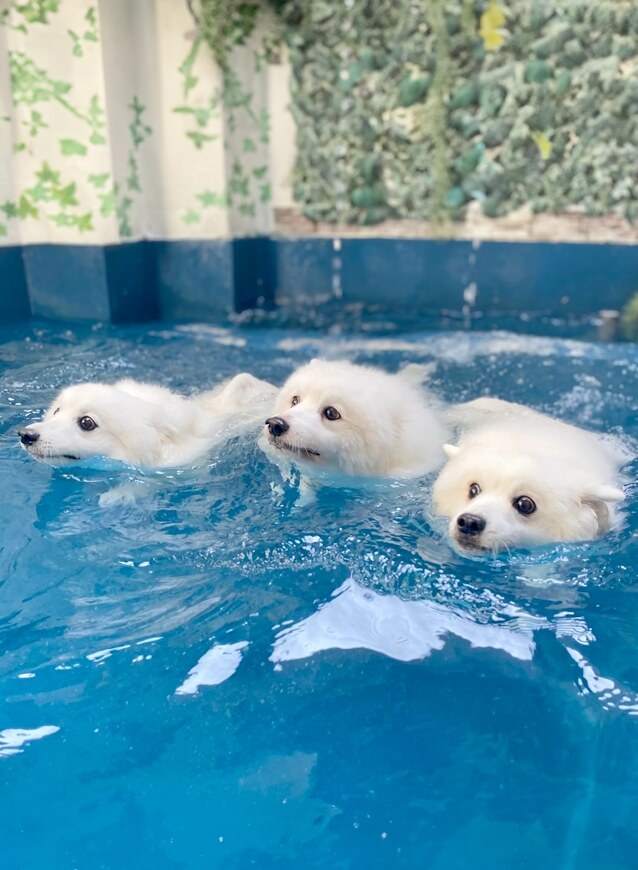 Premium pet food and treats from Pineapple Pets Singapore for happy and healthy pets